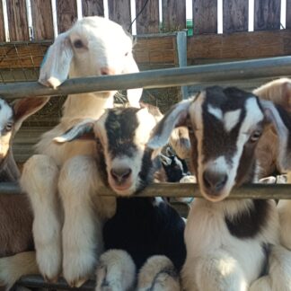 Meet The Kids Experience