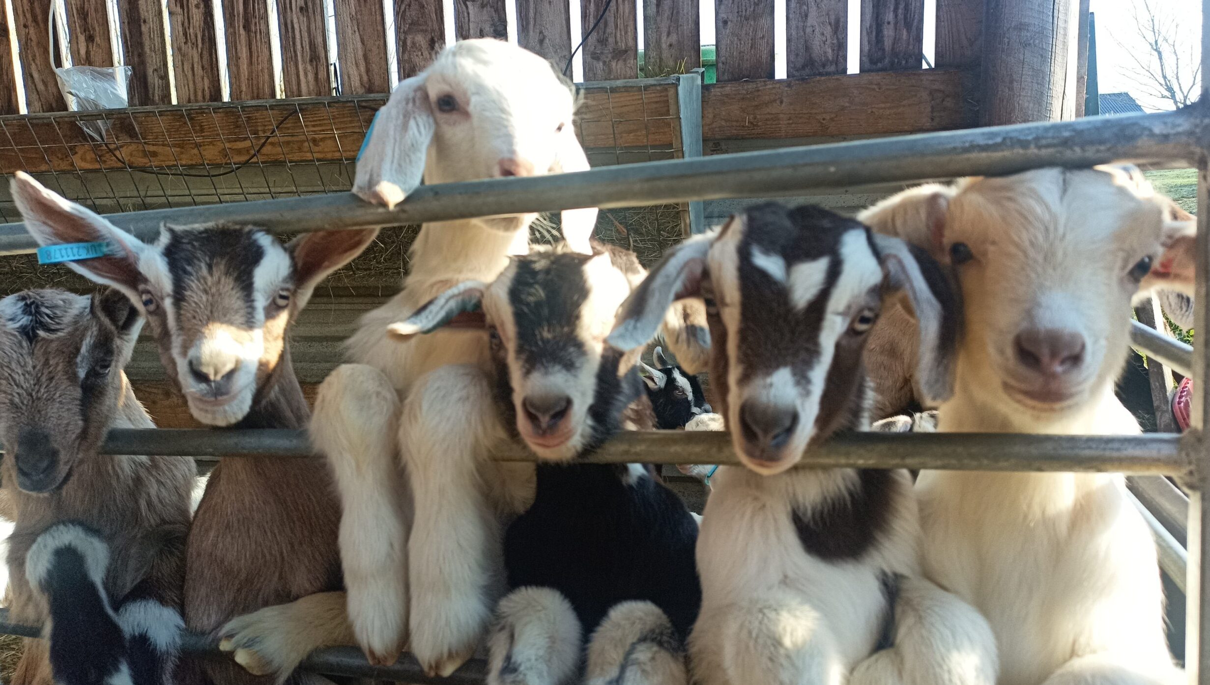 Meet The Kids Experience